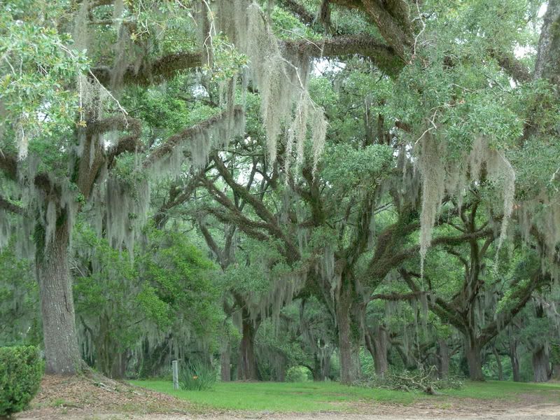 Louisiana Plantation Trees Pictures, Images and Photos